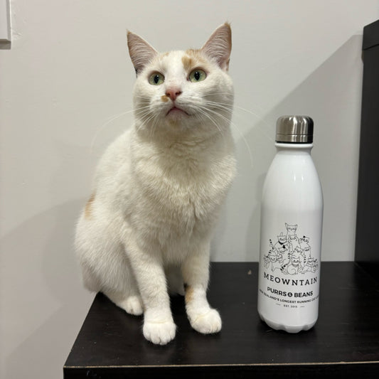 MEOWNTAIN Drink Bottle